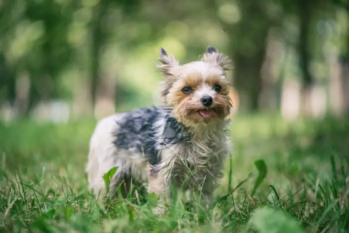 A young handsome Morkie enjoying a summer day in the park