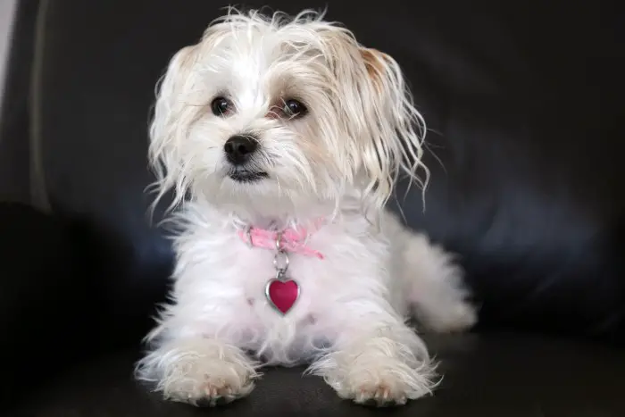 Morkie puppy with white coat
