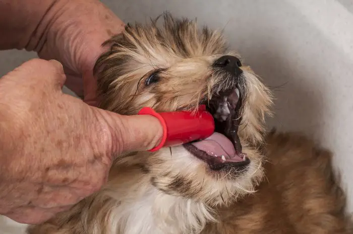 A Morkie puppy getting his teeth brushed
