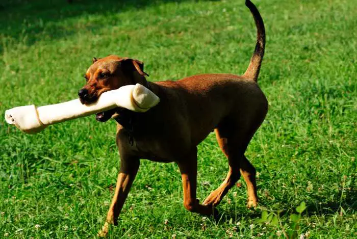 A young Boxweiler dog chewing on a bone that matches his size