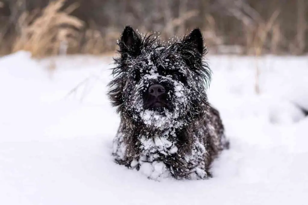 Affenpinscher dog enjoying the snow