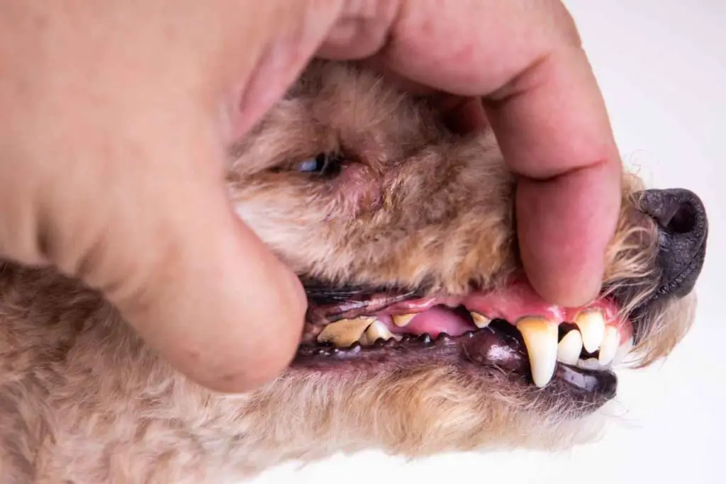 poodle dental disease